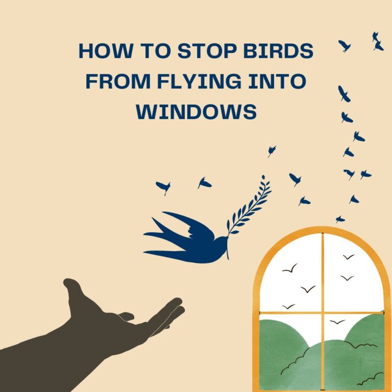 Stop Birds from Hitting Your Windows